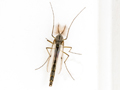 Chironomus plumosus